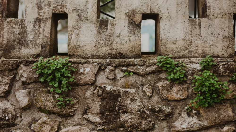 Community Care + Self-Care in a time of Social Distancing